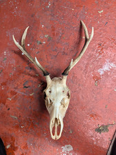 Wild Scottish Red Stag Antlers