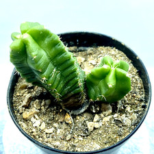 Echinocereus viereckii ssp.morricalii Own Roots Almost Spineless Cactus UK Grown