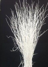 Decorative Coloured Birch