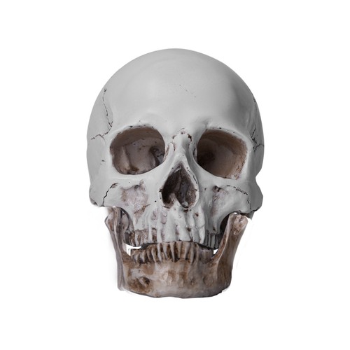 Resin replica life human - replica,