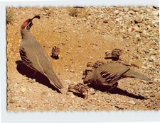 Postcard Arizona's Gambel Quail, Arizona