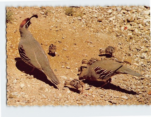 Postcard arizona gambel - postcard,