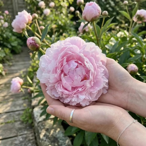 Peony sarah bernhardt bare - sarah,
