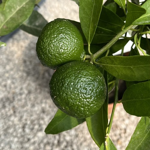 Citrus mandarine bush - citrus,