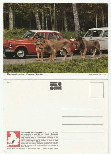 81863 the lions of longleat - lions,