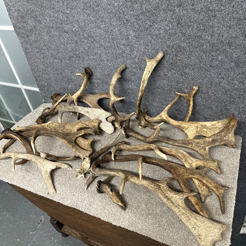 Mixed fallow antler - fallow,