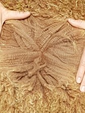  Raw alpaca fleece Many
