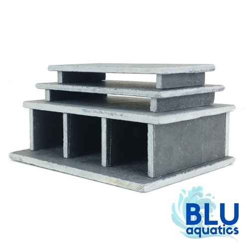 Zebra pleco slate spawning - zebra,
