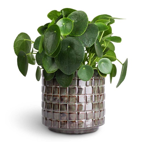 Pilea peperomioides chinese - peperomioides,