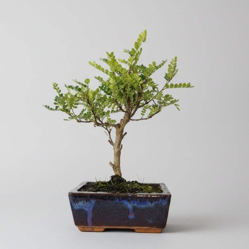 Chinese pepper zanthoxylum - pepper, (zanthoxylum