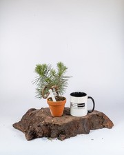 Scots Pine Mame Bonsai Tree |