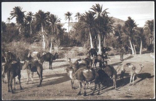 Camels desert oasis - desert,