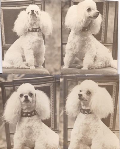 Five vintage photographs sweet - five,