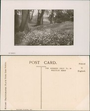Summer Forest Woodland Flowers Landscape P565 B Rotary Photographic Plate Sunk 