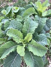 Kale, Cavolo Nero x Daubentons