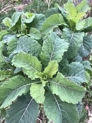 Kale cavolo nero - kale,,