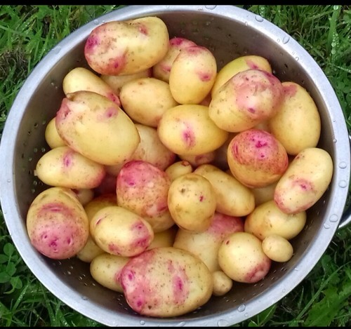 Seed potatoes cara main crop - cara,