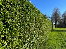 100 Cherry Laurel 2-3ft Tall Hedging Plants Evergreen Hedge Prunus Rotundifolia