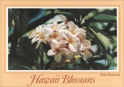 Young pink plumeria - d.,