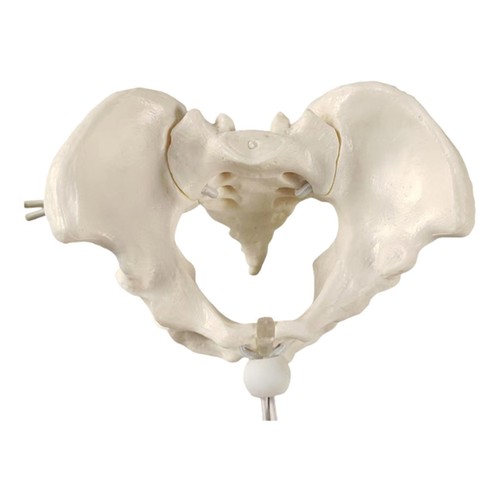 Female pelvis model teaching - pelvis,