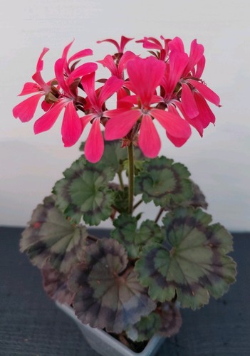 Pelargonium dresden pink - 'dresden, pink'