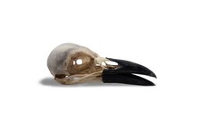 Crow Skull Carrion Crow