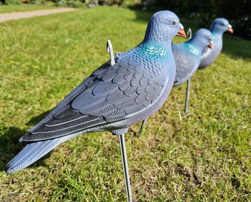 Pigeon decoys set nice - set, 6