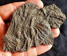 Crinoid fossil with complete