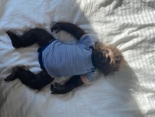 Were-pup reborn doll custom from 2017 fur:brown eyes:green and a few outfits 
