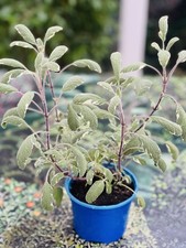 SAGE Tricolour Herb 1lt Potted