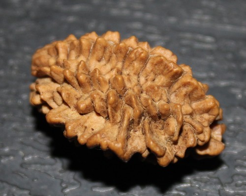 Nepalese two mukhi - two, facet