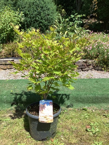 Shirasawa japanese maple acer - maple,