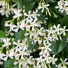 Trachelospermum Jasminoides