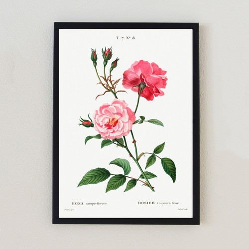 Vintage roses botanical - vintage,