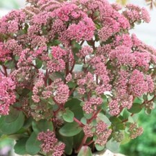sedum seduction pink passion,  1 x 1L plant garden ready