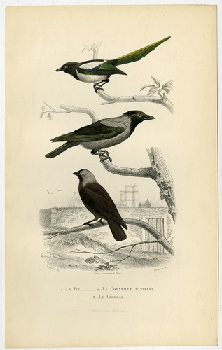 Antique print magpie - antique, print-magpie-hooded