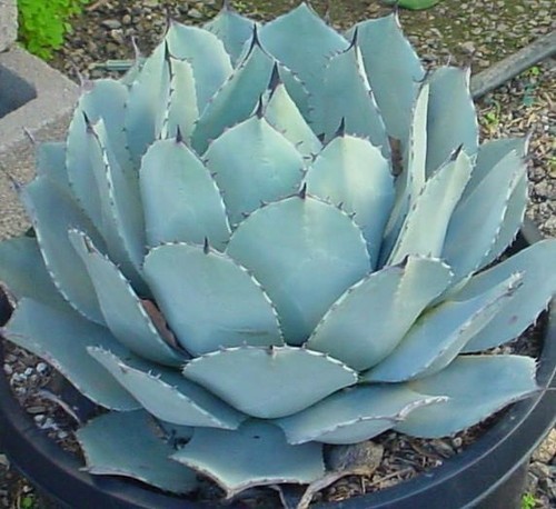 Agave parryi stunning - -,