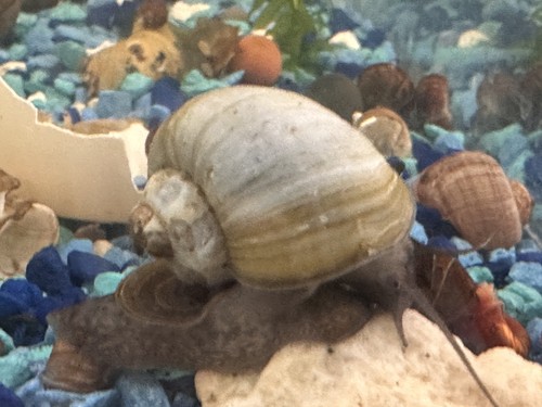 Blue mystery snails - mystery,