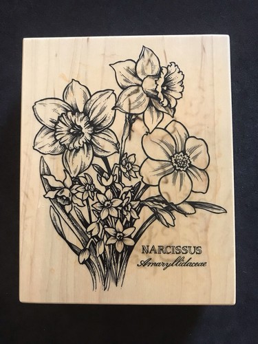 Botanical narcissus daffodil - narcissus,