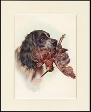 COCKER SPANIEL WITH BIRD GREAT