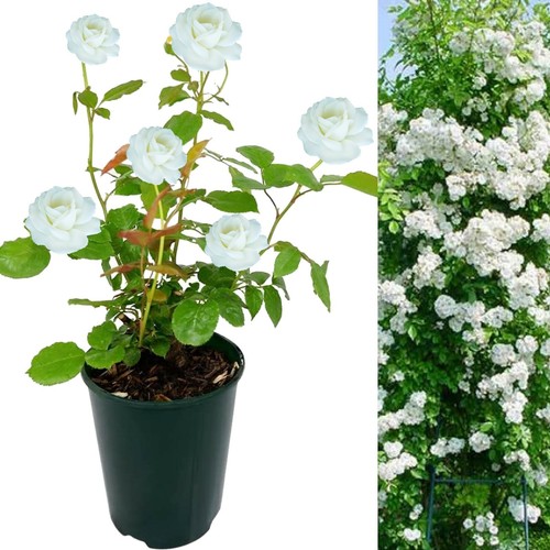 Rose bush guirlandes amour - guirlandes, d'amour