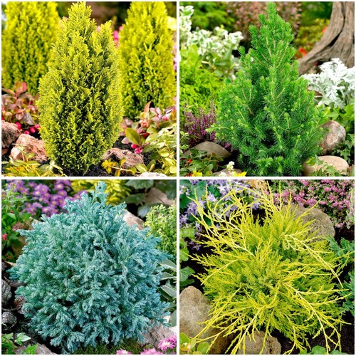 Dwarf conifer collection - [x4],