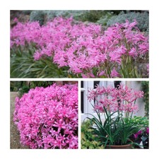 Nerine Bowdenii Flower Bulbs