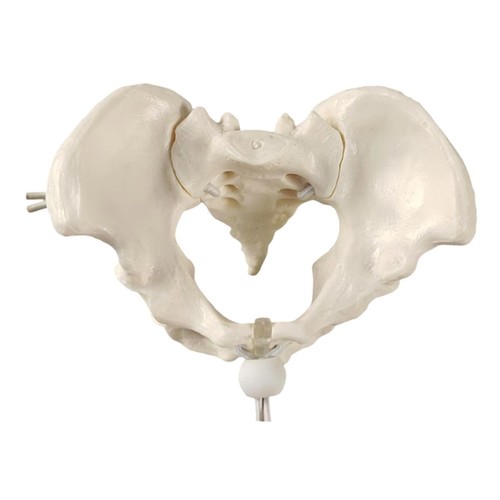 Female pelvis model woman - pelvis,