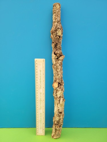 Cork bark branch - cork,