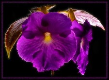 HOT WATER PLANT ACHIMENES