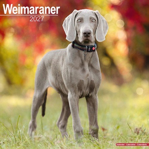 Weimaraner wall avonside - wall,