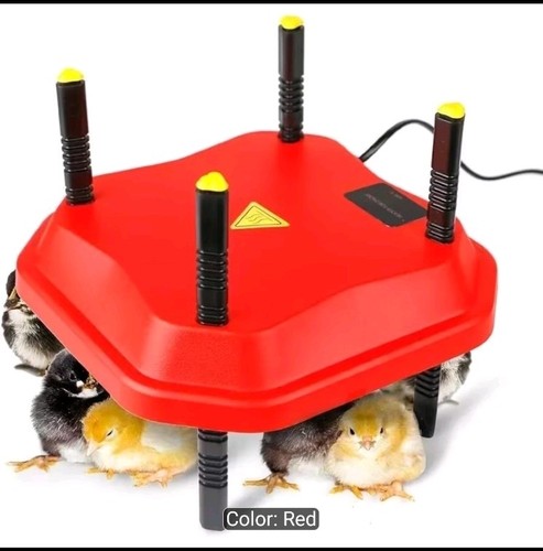 Chick brooder poultry - 12",