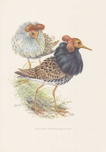Ruff philomachus pugnax color - philomachus,