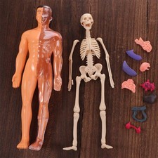 DIY Mannequin 3d Human Torso